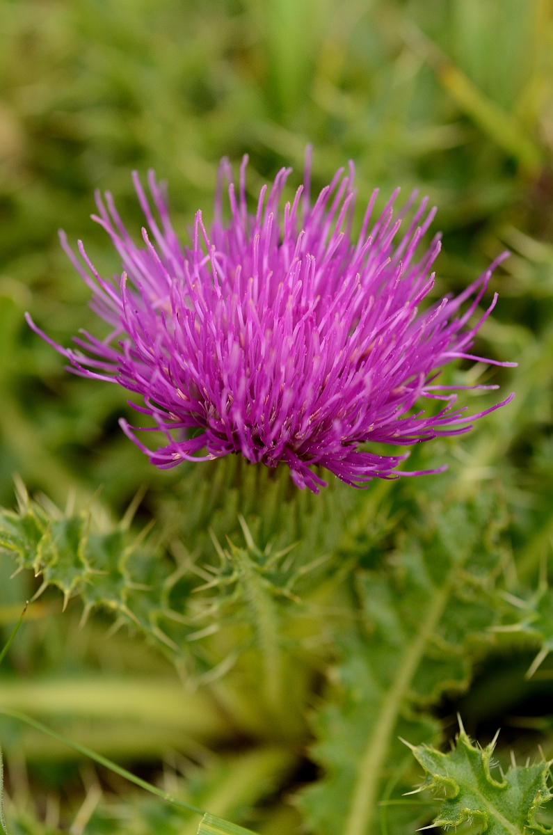 David Plant Photography - Wildlife Photography - Dwarf thistle - A.jpg - Dwarf thistle - Bedfordshire