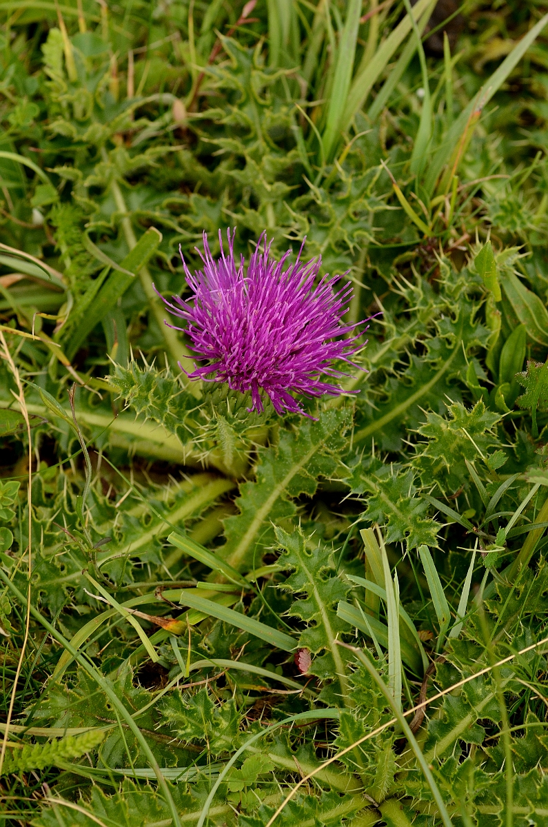 David Plant Photography - Wildlife Photography - Dwarf thistle - B.jpg - Dwarf thistle - Bedfordshire