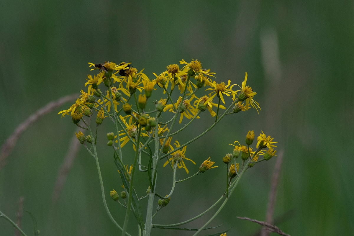 David Plant Photography - Wildlife Photography - Fen ragwort - A.JPG - Fen ragwort - Cambridgeshire