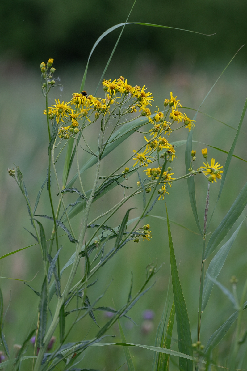 David Plant Photography - Wildlife Photography - Fen ragwort - D.jpg - Fen ragwort - Cambridgeshire