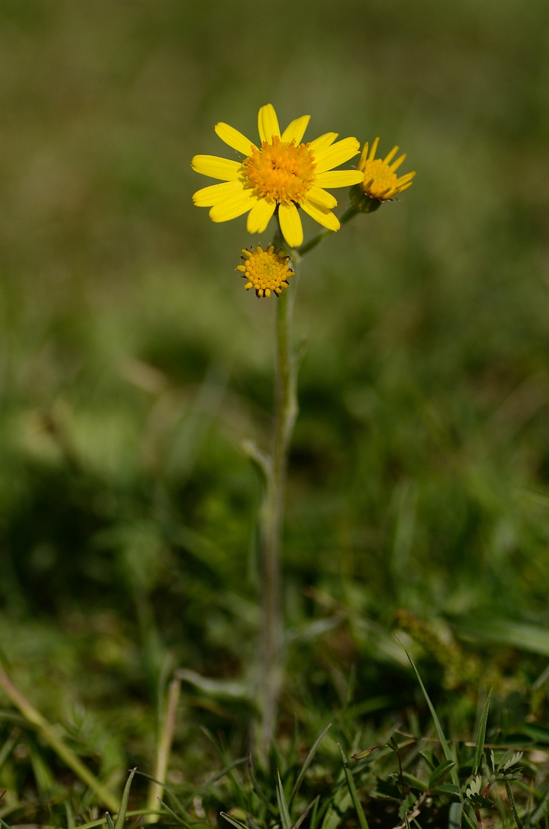 David Plant Photography - Wildlife Photography - Field fleawort - B.jpg - Field fleawort - Bedfordshire