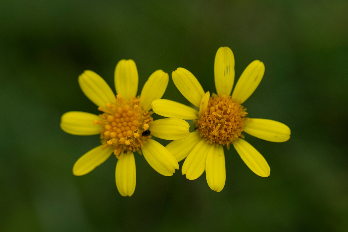 David Plant Photography - Wildlife Photography - Field fleawort - C.JPG - Field fleawort - Bedfordshire