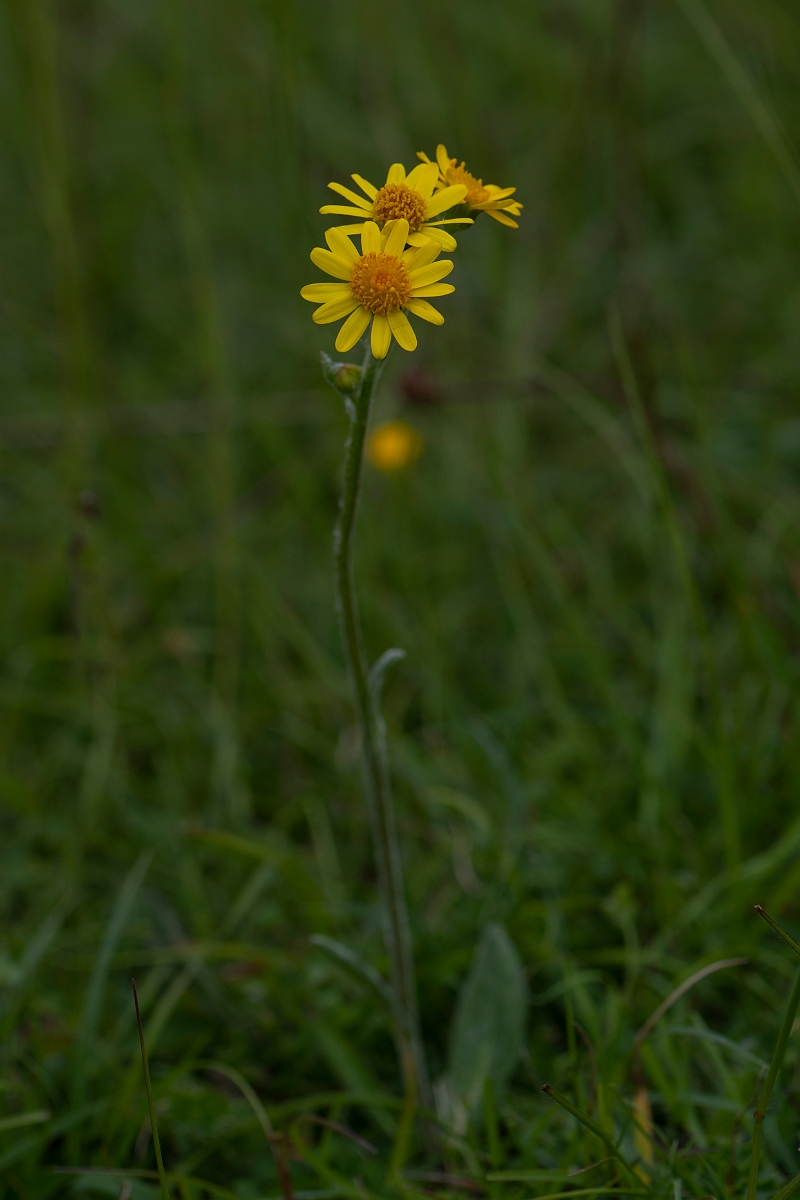 David Plant Photography - Wildlife Photography - Field fleawort - D.JPG - Field fleawort - Bedfordshire
