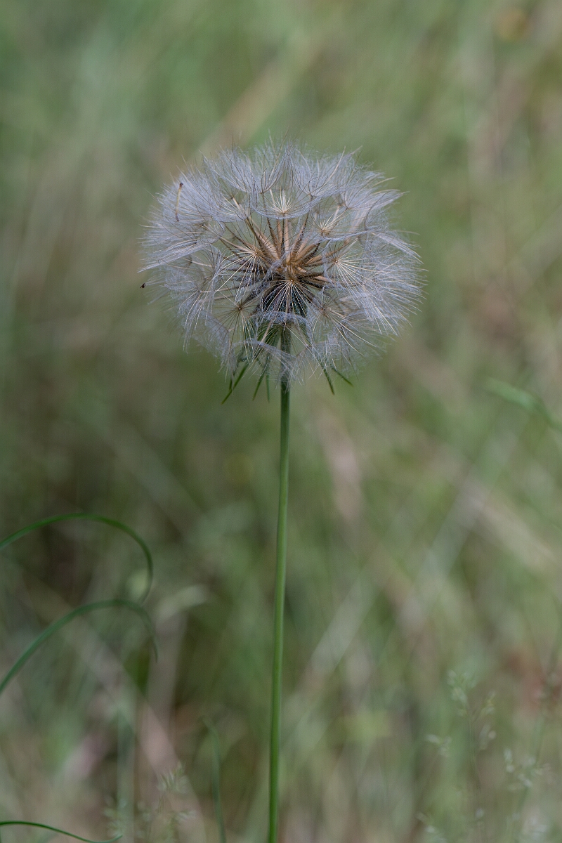 David Plant Photography - Wildlife Photography - Goatsbeard - D.jpg - Goatsbeard - Hertfordshire