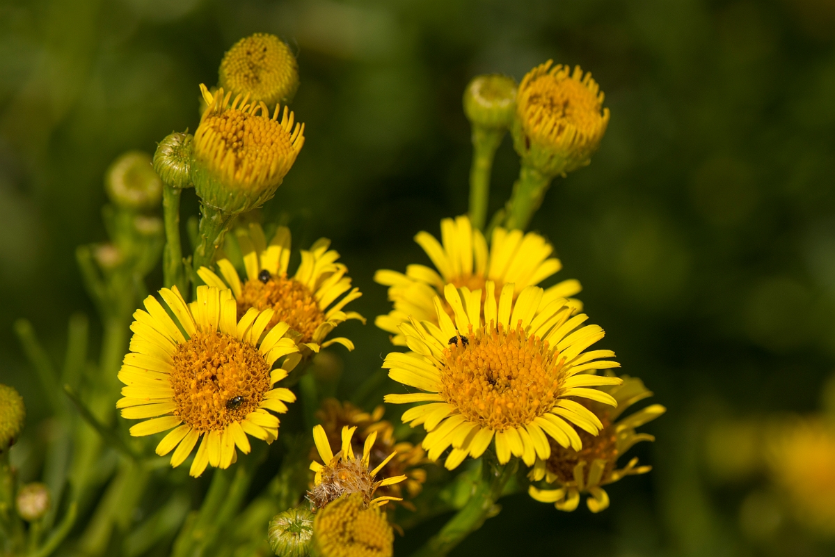 David Plant Photography - Wildlife Photography - Golden samphire - A.jpg - Golden samphire - Kent