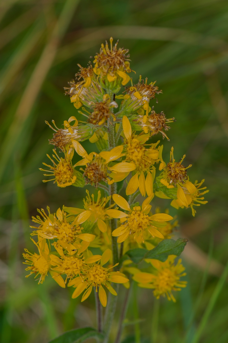 David Plant Photography - Wildlife Photography - Goldenrod - B.JPG - Goldenrod - Perthshire