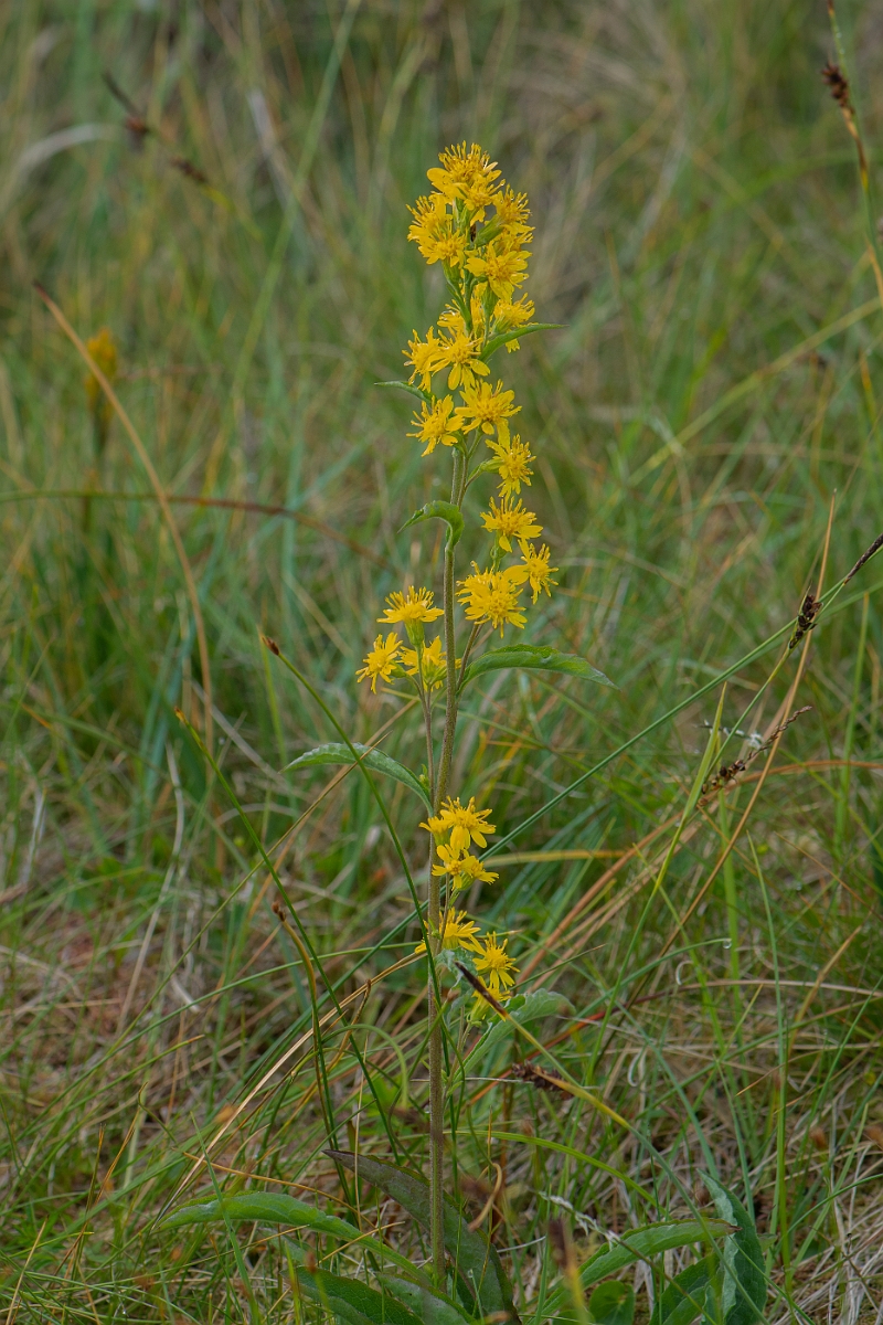 David Plant Photography - Wildlife Photography - Goldenrod - C.JPG - Goldenrod - Perthshire