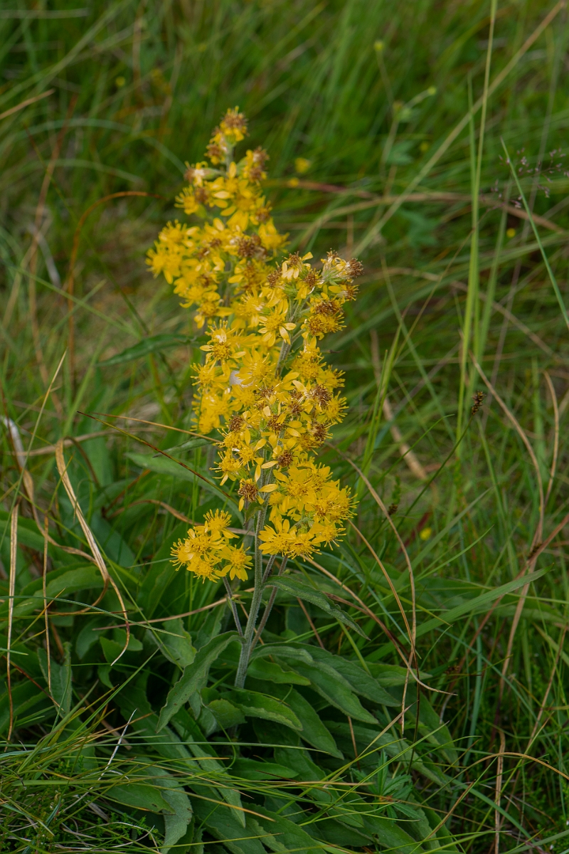 David Plant Photography - Wildlife Photography - Goldenrod - D.JPG - Goldenrod - Perthshire