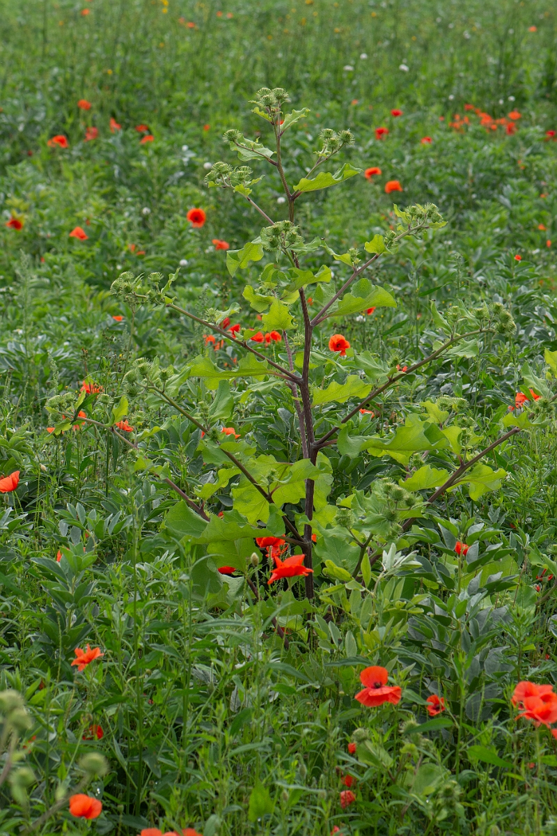 David Plant Photography - Wildlife Photography - Greater burdock - C.JPG - Greater burdock  - Cambridgeshire
