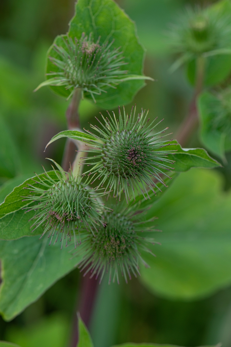 David Plant Photography - Wildlife Photography - Greater burdock - D.JPG - Greater burdock  - Cambridgeshire
