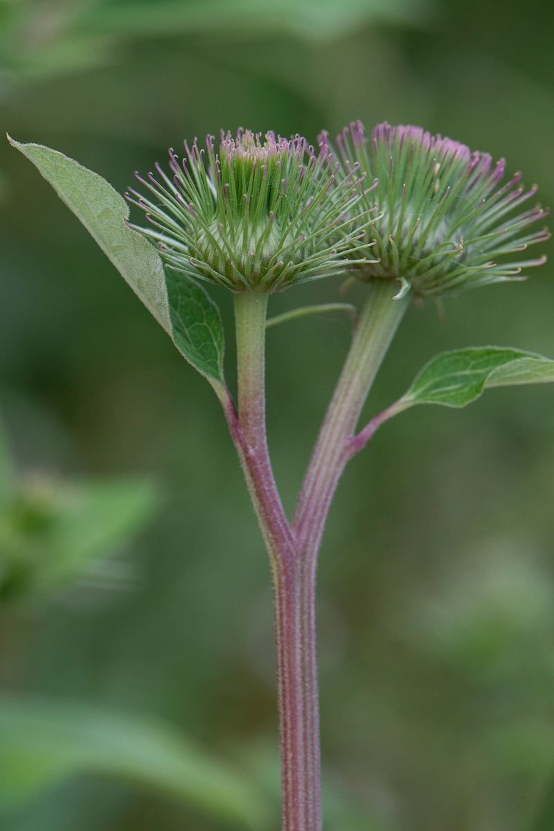 David Plant Photography - Wildlife Photography - Greater burdock - E.JPG - Greater burdock  - Cambridgeshire