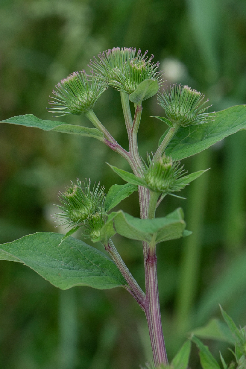 David Plant Photography - Wildlife Photography - Greater burdock - F.JPG - Greater burdock  - Cambridgeshire