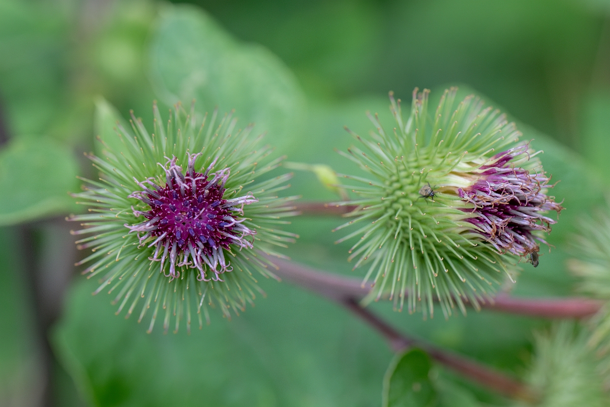 David Plant Photography - Wildlife Photography - Greater burdock - H.jpg - Greater burdock - Suffolk