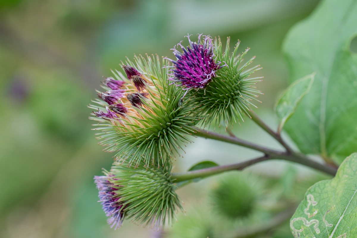 David Plant Photography - Wildlife Photography - Greater burdock - I.jpg - Greater burdock - Suffolk