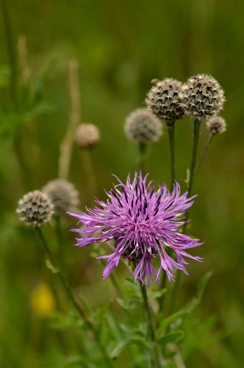 David Plant Photography - Wildlife Photography - Greater knapweed - A.jpg - Greater knapweed - Cambridgeshire