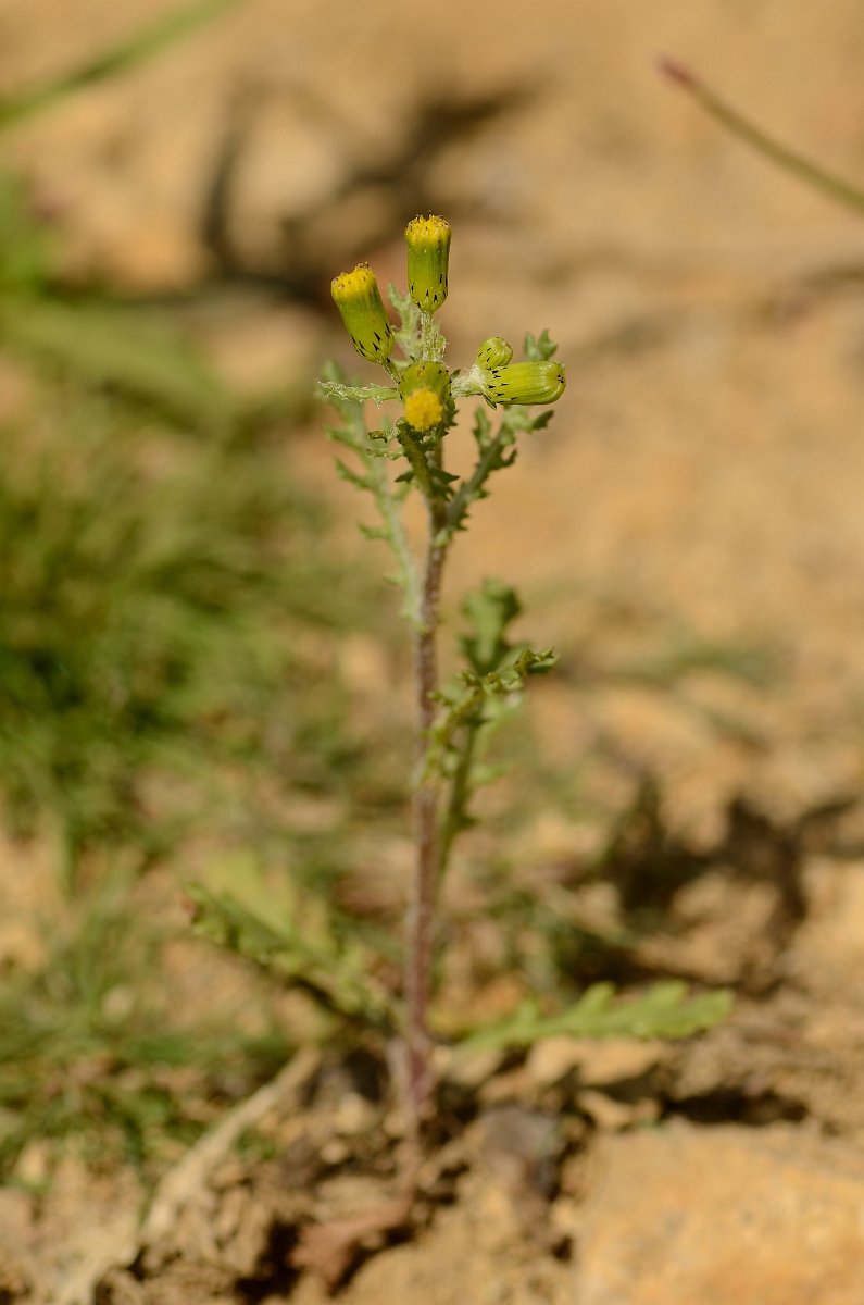 David Plant Photography - Wildlife Photography - Groundsel - A.jpg - Groundsel plant - Cambridgeshire