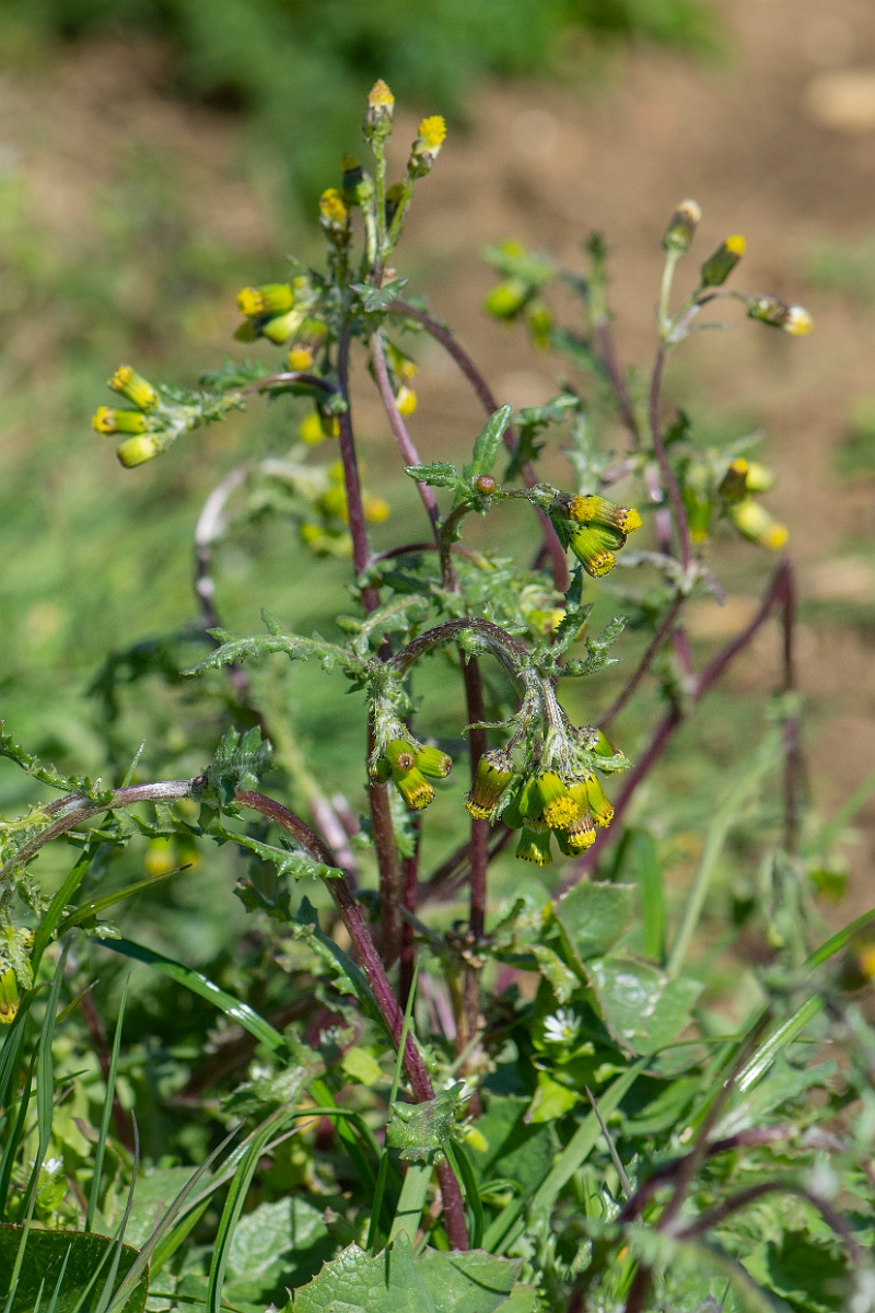 David Plant Photography - Wildlife Photography - Groundsel - B.JPG - Groundsel - Cambridgeshire