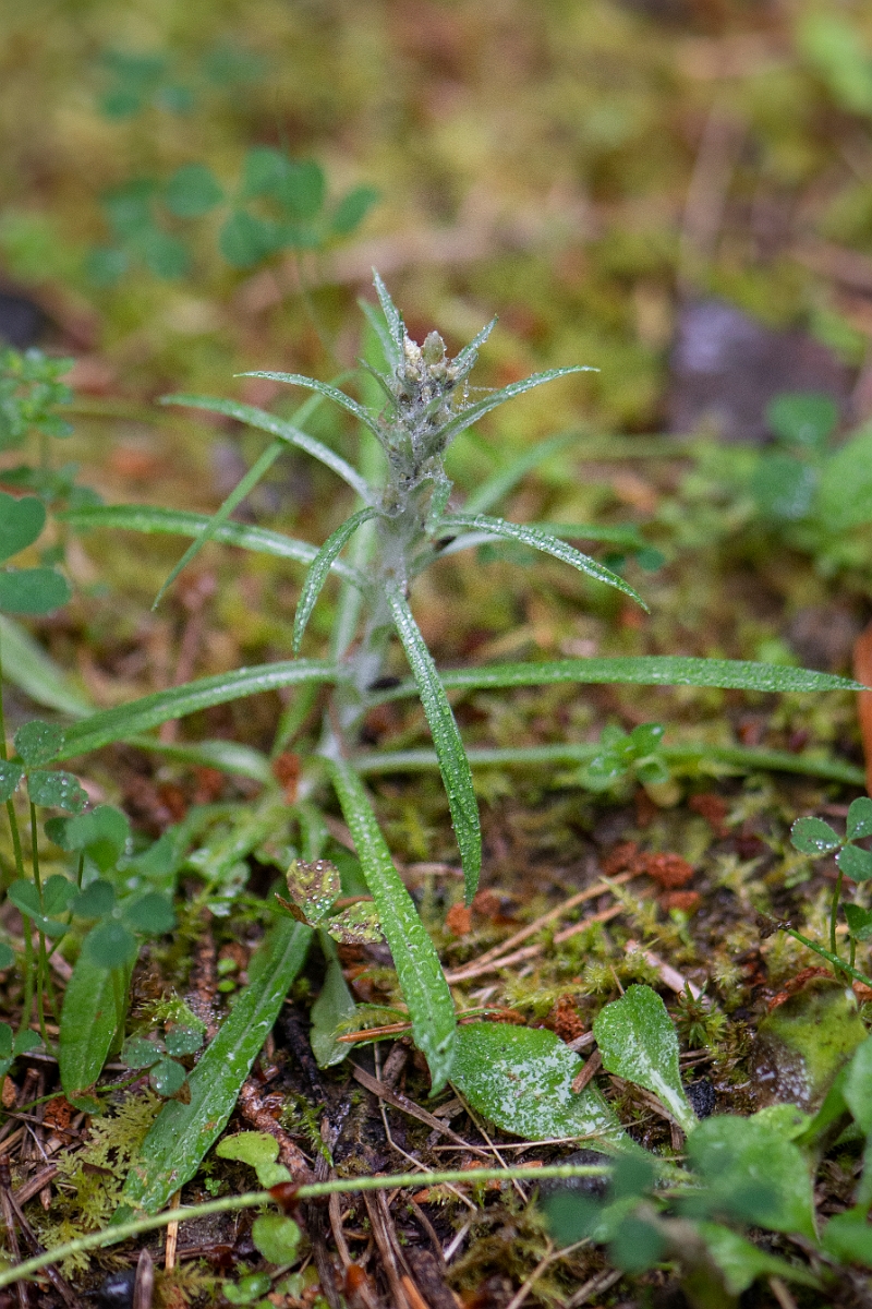 David Plant Photography - Wildlife Photography - Heath cudweed - A.JPG - Heath cudweed - Cairngorms