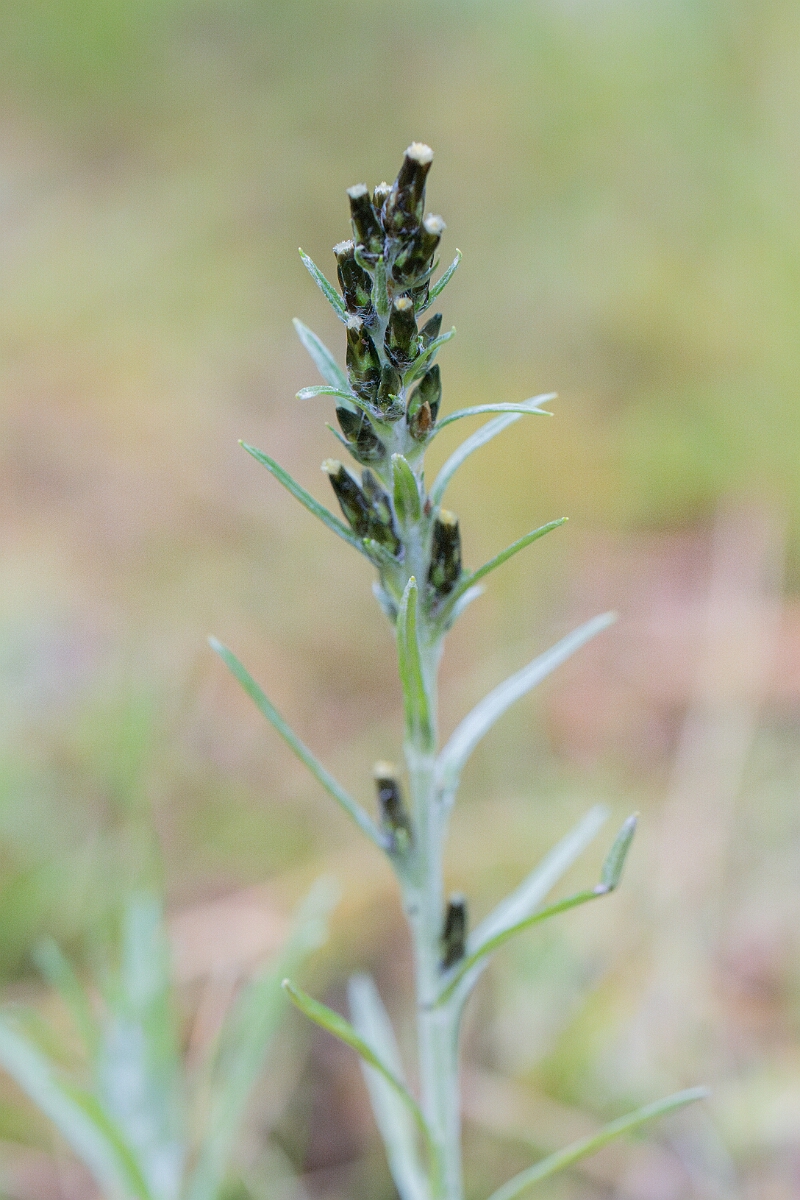 David Plant Photography - Wildlife Photography - Heath cudweed - B.jpg - Heath cudweed - Cairngorms