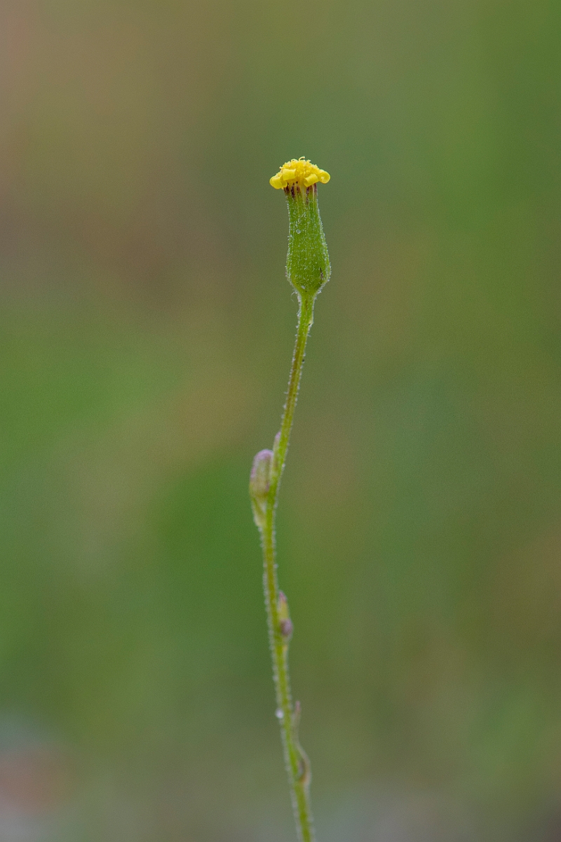 David Plant Photography - Wildlife Photography - Heath groundsel - B.JPG - Heath groundsel - Norfolk