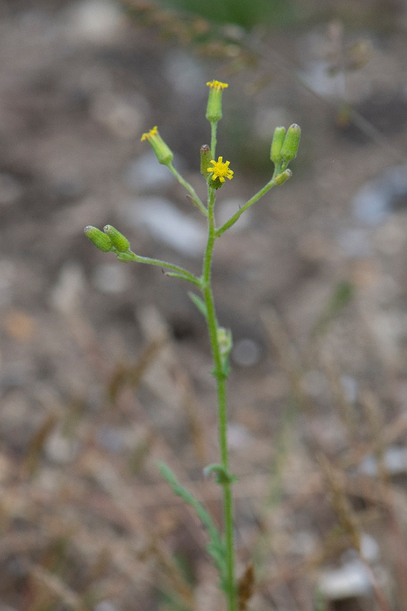 David Plant Photography - Wildlife Photography - Heath groundsel - C.JPG - Heath groundsel - Norfolk