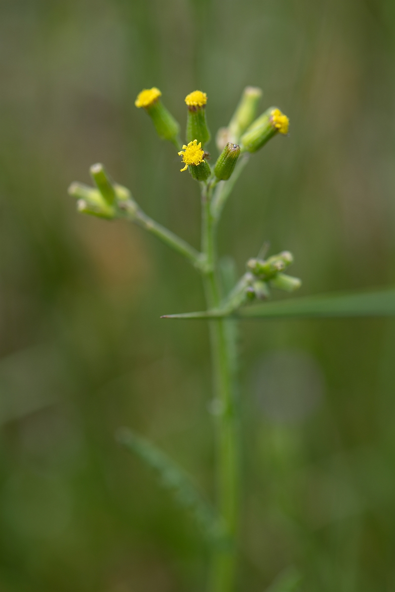 David Plant Photography - Wildlife Photography - Heath groundsel - D.jpg - Heath groundsel - Suffolk