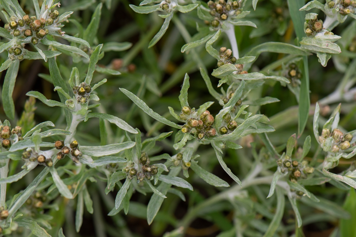 David Plant Photography - Wildlife Photography - Marsh cudweed - A.JPG - Marsh cudweed - Ross and Cromarty