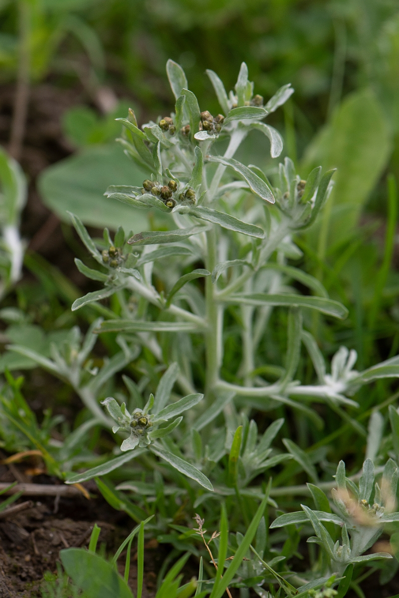 David Plant Photography - Wildlife Photography - Marsh cudweed - C.JPG - Marsh cudweed - Ross and Cromarty