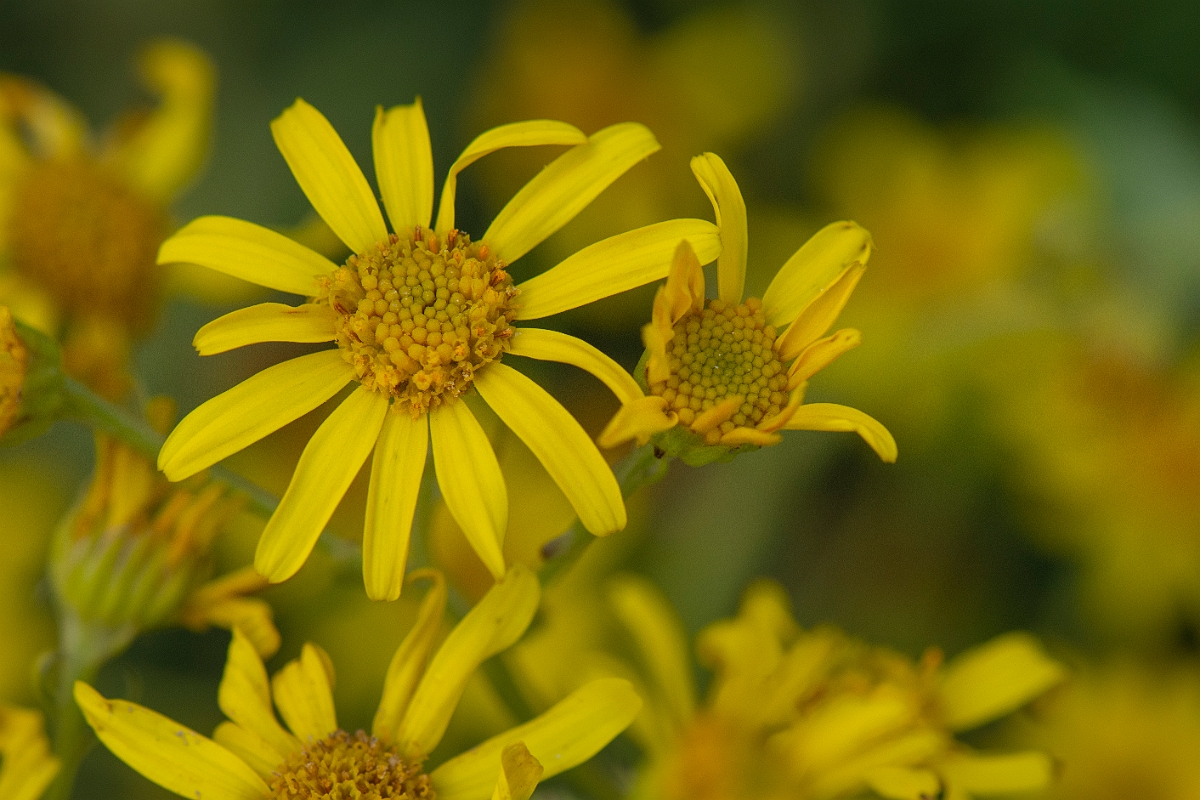 David Plant Photography - Wildlife Photography - Marsh ragwort - C.JPG - Marsh ragwort - Highlands