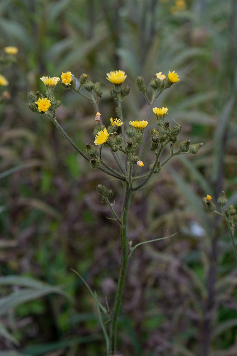 David Plant Photography - Wildlife Photography - Marsh sow-thistle - B.jpg - Marsh sow-thistle - Cambridgeshire