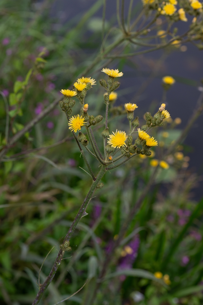 David Plant Photography - Wildlife Photography - Marsh sow-thistle - C.jpg - Marsh sow-thistle - Cambridgeshire