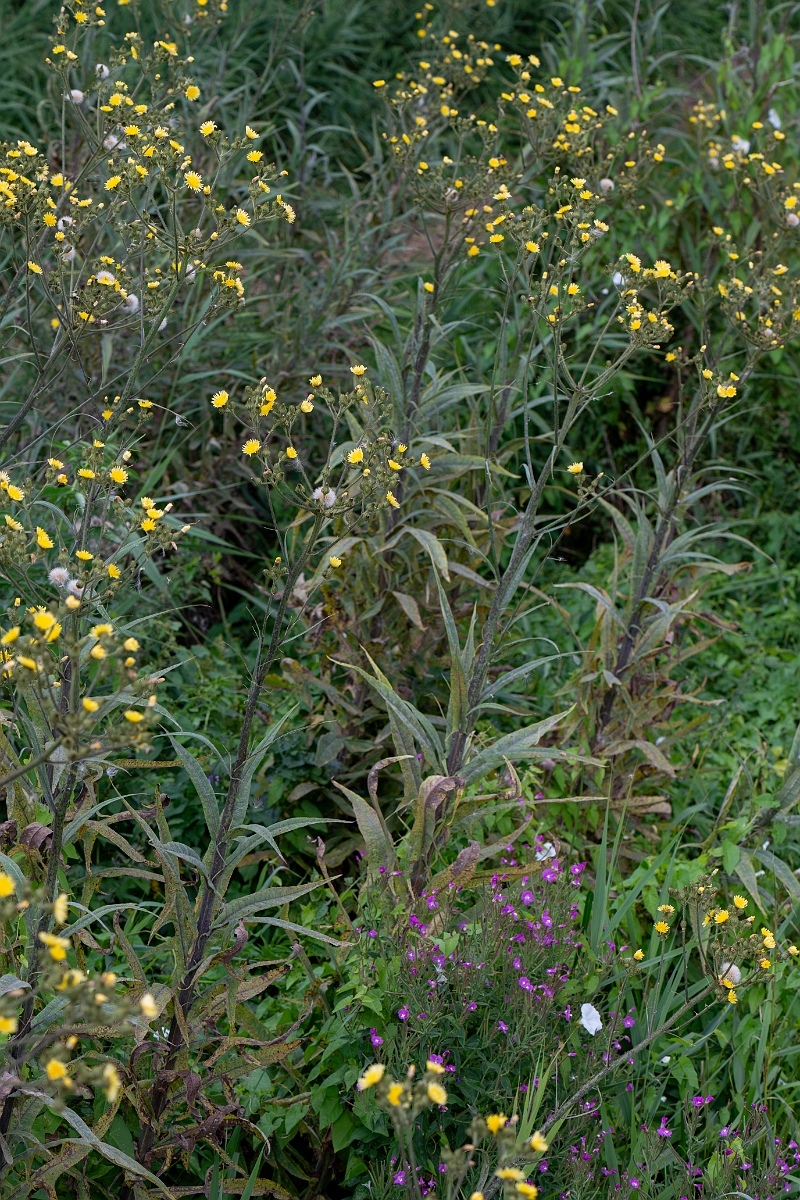 David Plant Photography - Wildlife Photography - Marsh sow-thistle - D.jpg - Marsh sow-thistle - Cambridgeshire