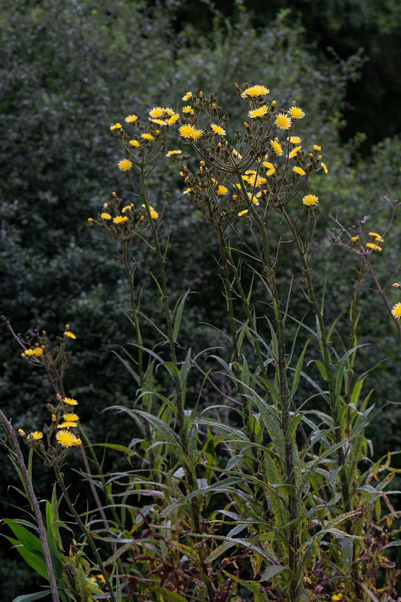David Plant Photography - Wildlife Photography - Marsh sow-thistle - F.jpg - Marsh sow-thistle - Cambridgeshire