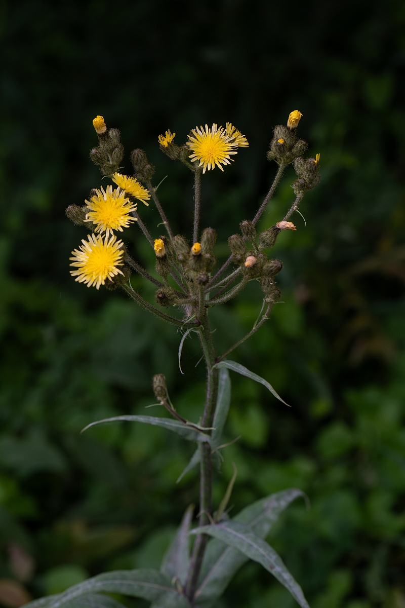 David Plant Photography - Wildlife Photography - Marsh sow-thistle - G.jpg - Marsh sow-thistle - Cambridgeshire