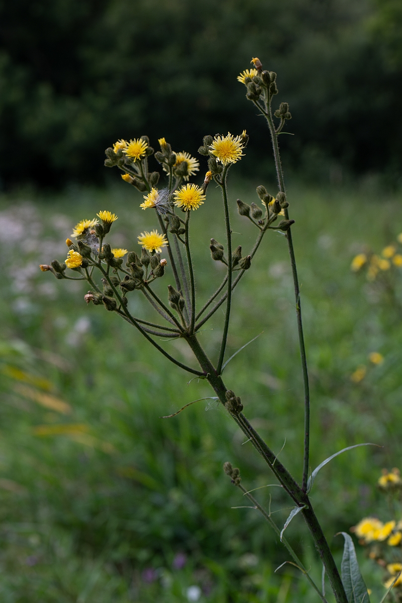 David Plant Photography - Wildlife Photography - Marsh sow-thistle - I.jpg - Marsh sow-thistle - Cambridgeshire