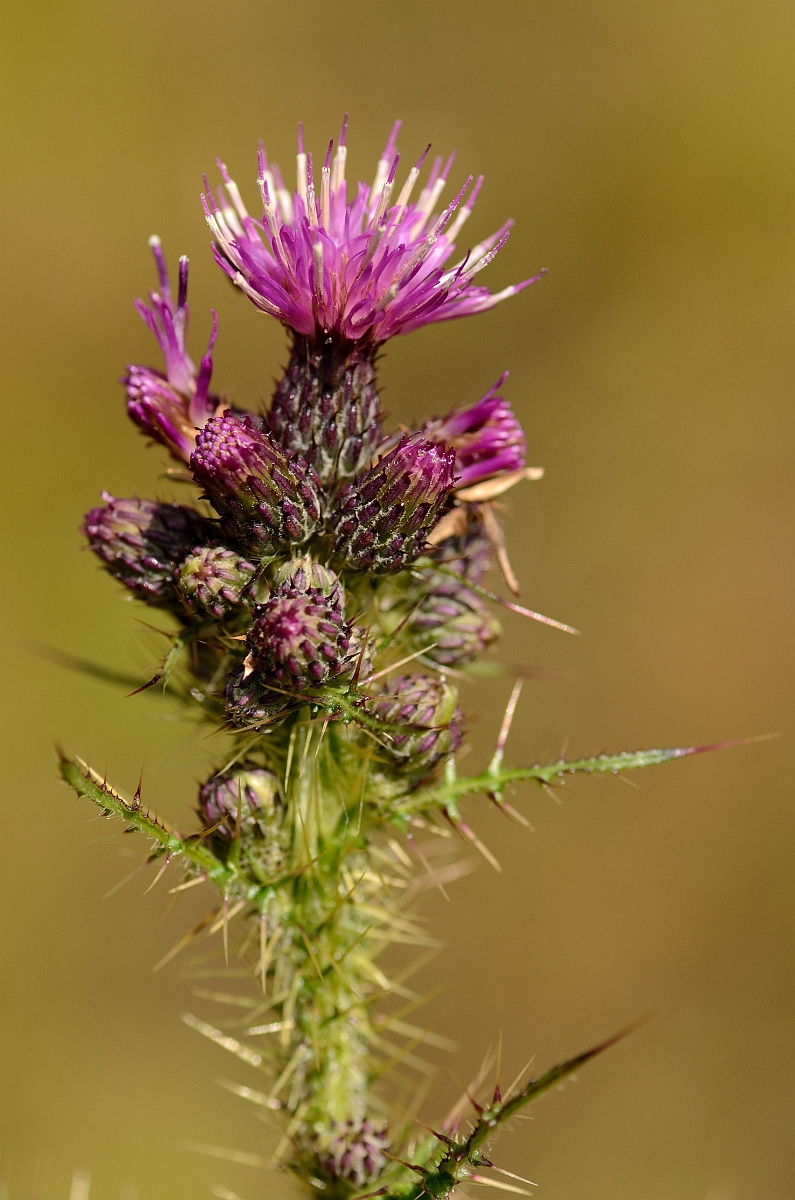 David Plant Photography - Wildlife Photography - Marsh thistle - B.jpg - Marsh thistle - Glamorgan