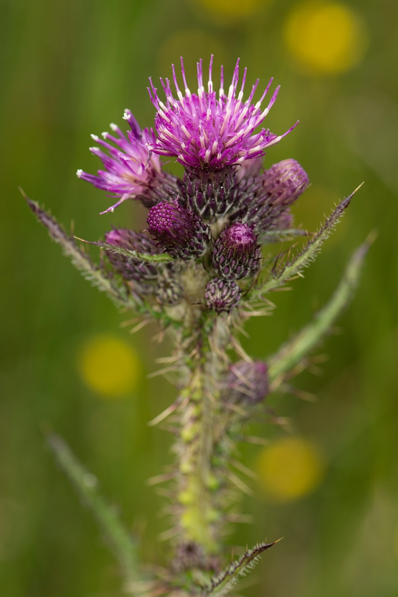 David Plant Photography - Wildlife Photography - Marsh thistle - C.jpg - Marsh thistle - Ayrshire