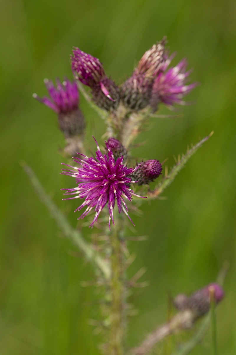 David Plant Photography - Wildlife Photography - Marsh thistle - D.jpg - Marsh thistle - Ayrshire