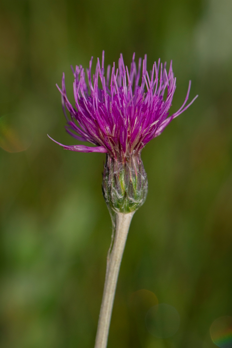 David Plant Photography - Wildlife Photography - Meadow thistle - F.JPG - Meadow thistle - Bridgend