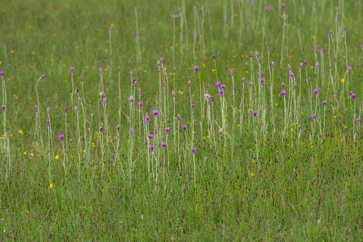 David Plant Photography - Wildlife Photography - Meadow thistle - G.JPG - Meadow thistle - Bridgend