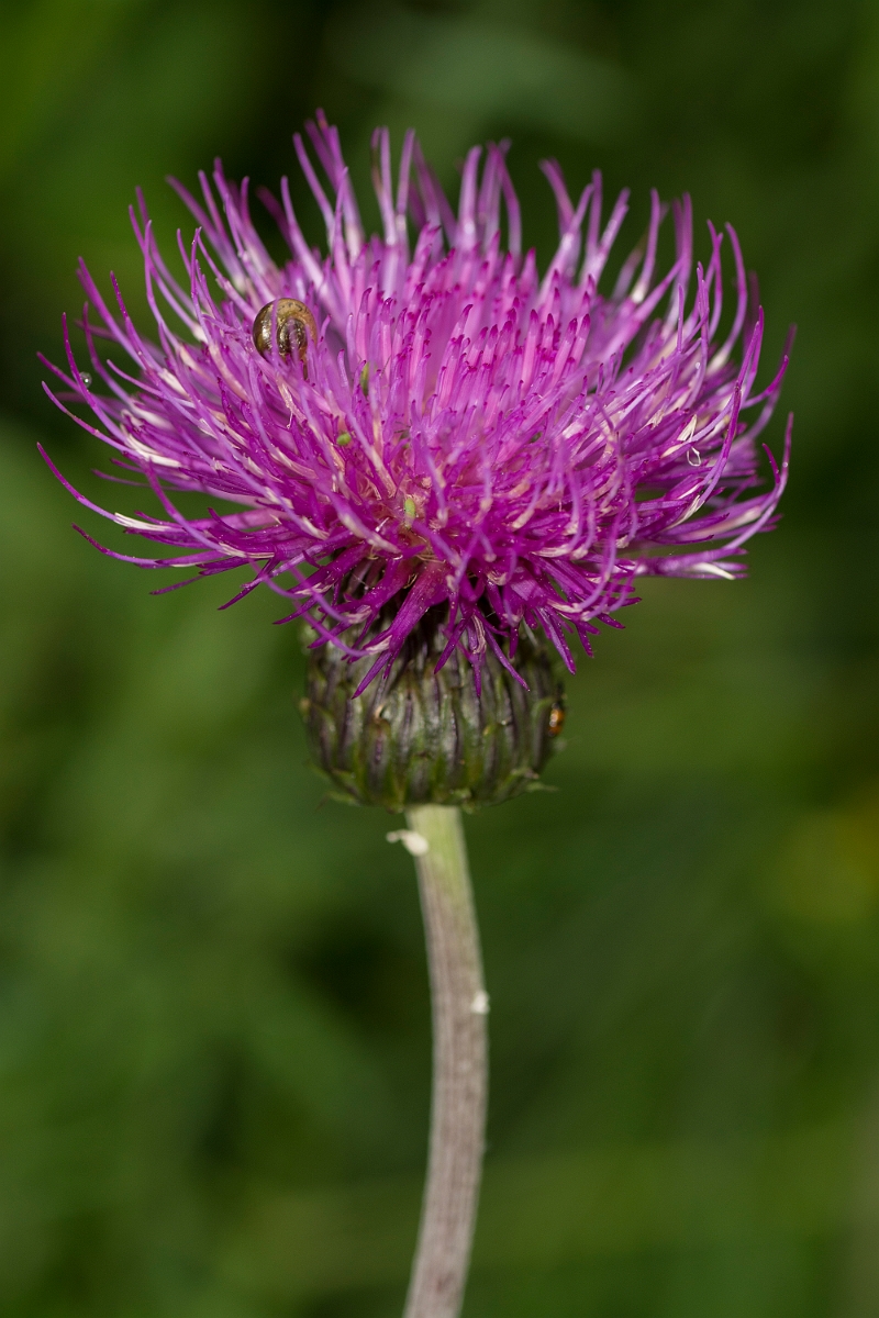 David Plant Photography - Wildlife Photography - Melancholy thistle - B.jpg - Melancholy thistle - Ayrshire