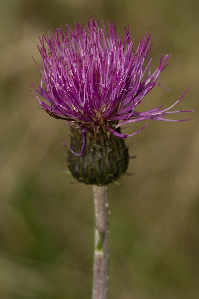 David Plant Photography - Wildlife Photography - Melancholy thistle - C.jpg - Melancholy thistle - Ayrshire