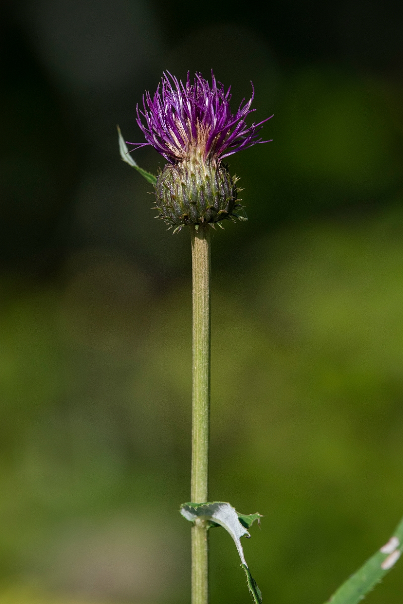 David Plant Photography - Wildlife Photography - Melancholy thistle - D.JPG - Melancholy thistle - Inverness-shire