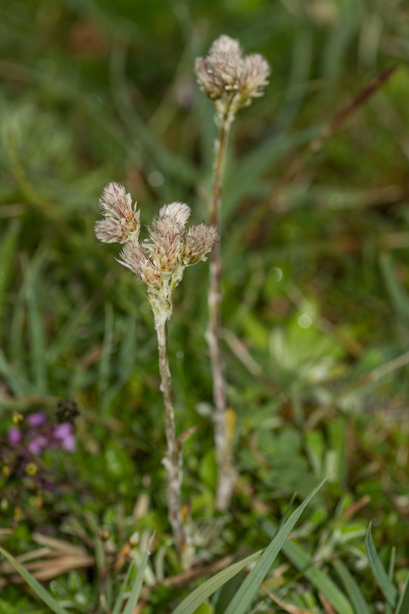 David Plant Photography - Wildlife Photography - Mountain everlasting - A.jpg - Mountain everlasting - Caithness