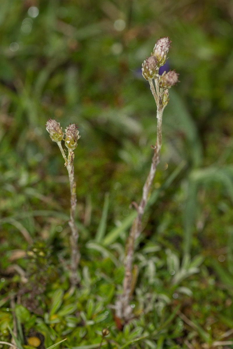 David Plant Photography - Wildlife Photography - Mountain everlasting - B.jpg - Mountain everlasting - Caithness