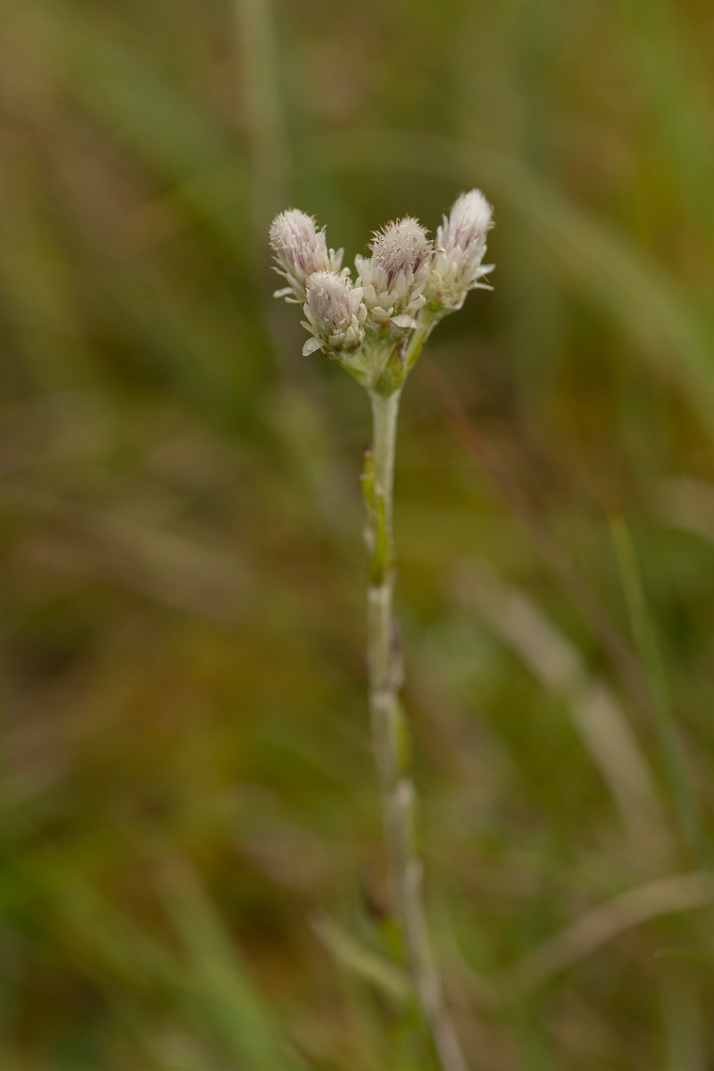 David Plant Photography - Wildlife Photography - Mountain everlasting - C.jpg - Mountain everlasting - Sutherland