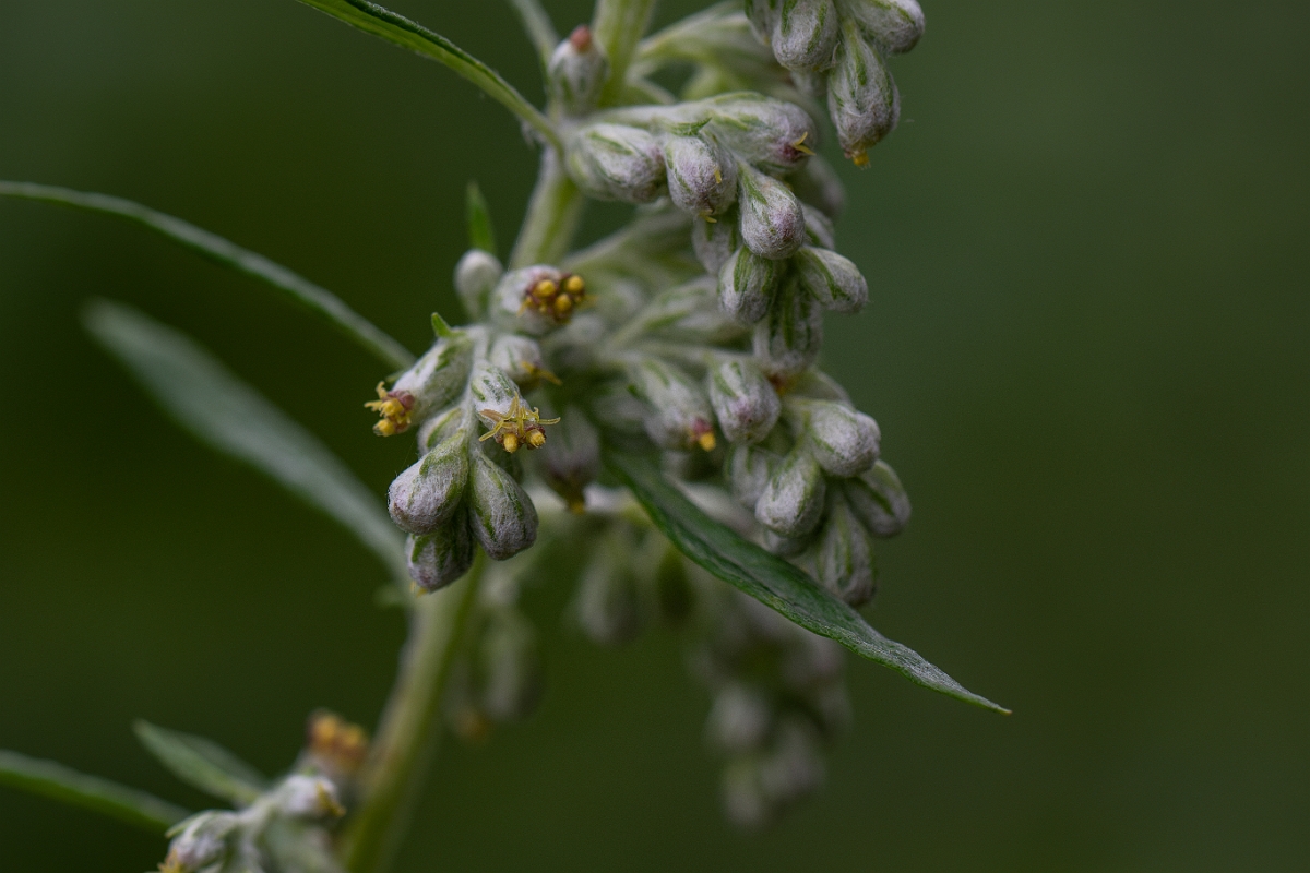 David Plant Photography - Wildlife Photography - Mugwort - B.jpg - Mugwort - Norfolk