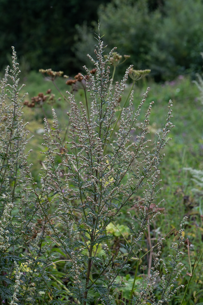 David Plant Photography - Wildlife Photography - Mugwort - C.jpg - Mugwort - Norfolk