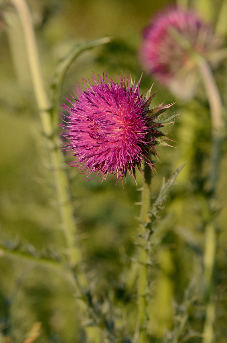 David Plant Photography - Wildlife Photography - Musk thistle - A.jpg - Musk thislte plant - Kent