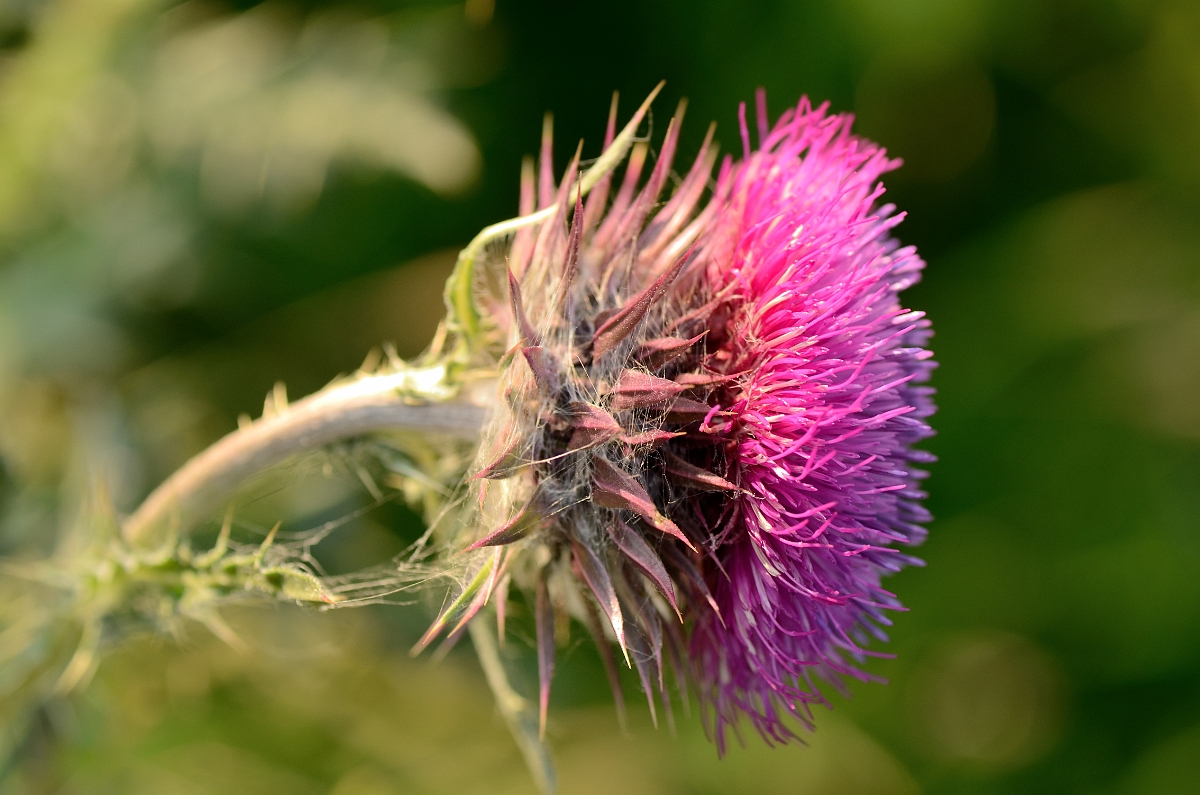 David Plant Photography - Wildlife Photography - Musk thistle - B.jpg - Musk thislte flower- Kent